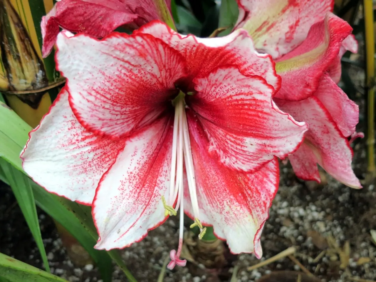 Selecting Appropriate Soil for Your Planter