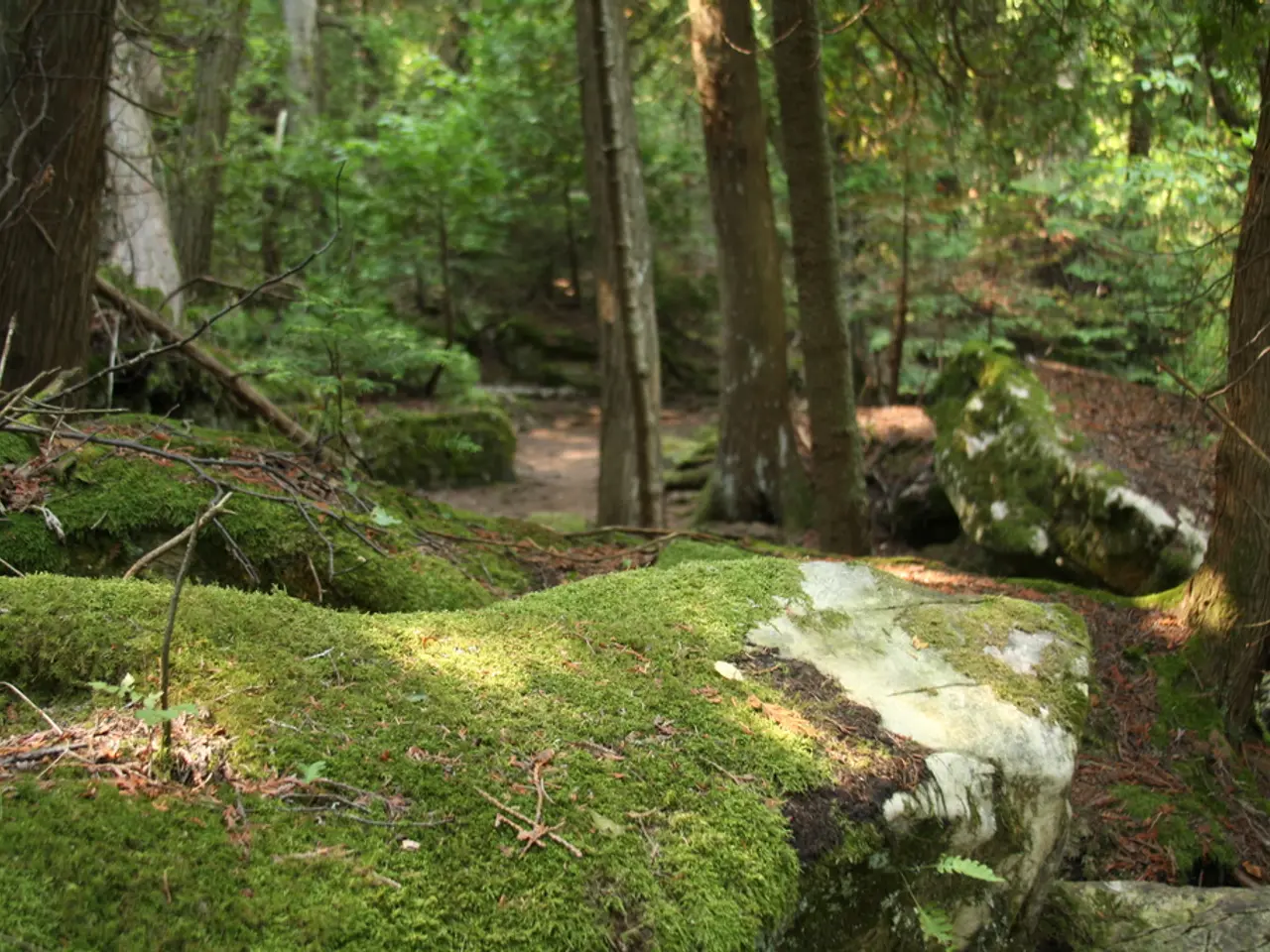 Preserved Moss Varieties: Innovative Uses and Artful Manifestations