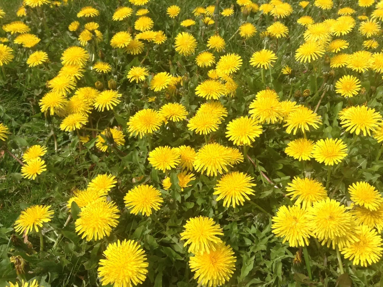 Summer-Blooming Yellow Blossoms to Illuminate Your Yard Throughout the Season