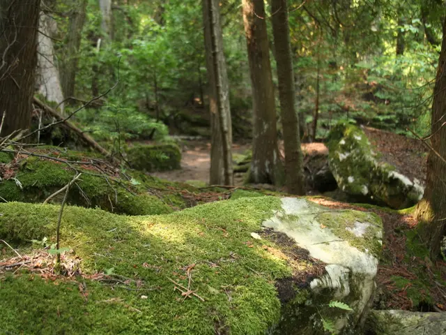 Preserved Moss Varieties: Innovative Uses and Artful Manifestations