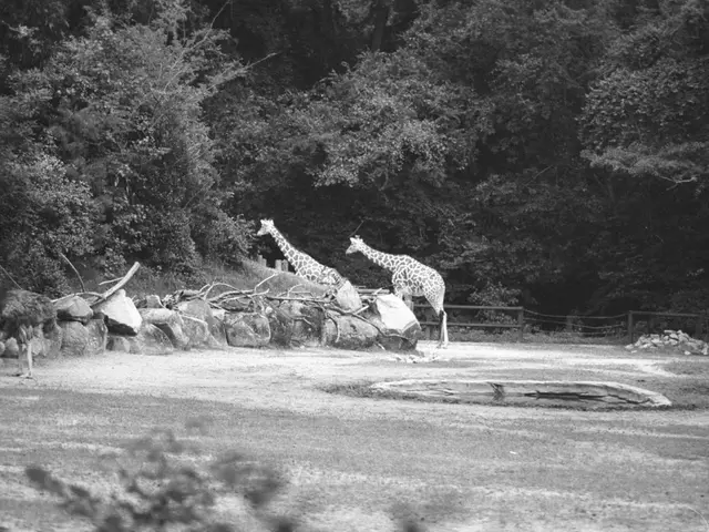 Leading Safari Destinations in South Africa: A Ranking