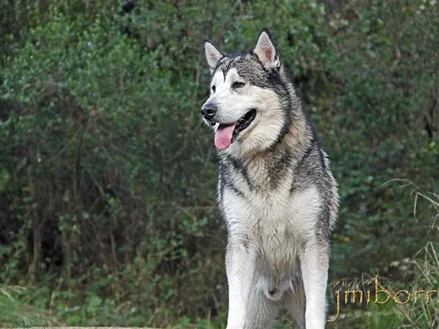 Exploring the Mystery: Discovering Secret Symbolism of the Wolf