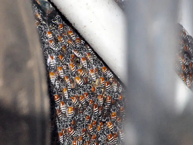 Jürgens Binder seeks the vice-presidency position within Apimondia, a renowned international...