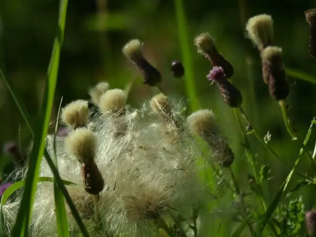 Cultivating Crops Despite Visual Limitations