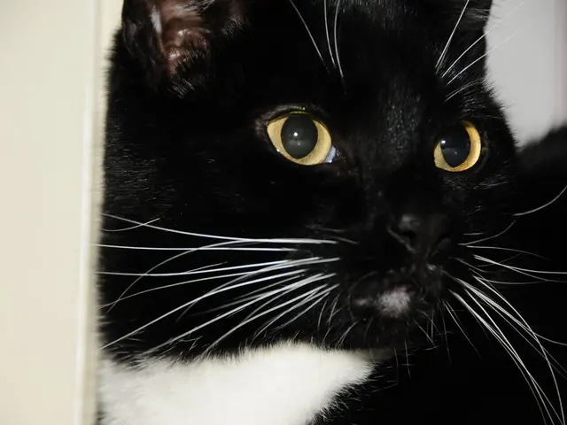 Adopted: Feline from Turkey now resides with a family in Krasnodar.