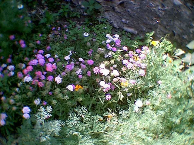 Nine Different Kinds of Orchid Species Identified