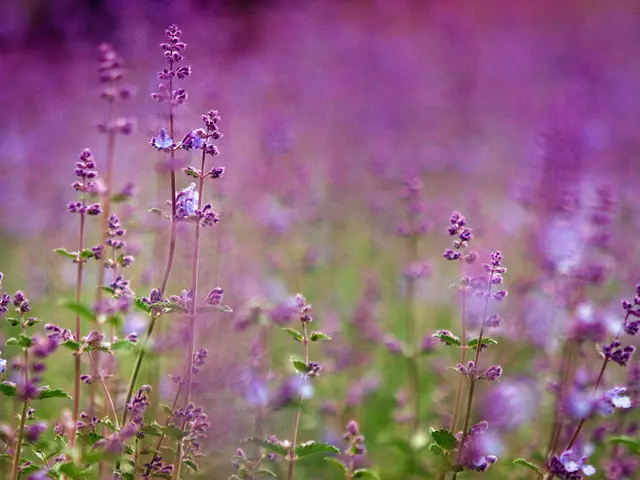Explore the Enchantment of France's Most Entrancing Lavender Fields: A Fanciful Navigation of...