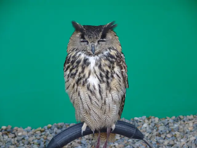 Interpreting the symbols within your slumber