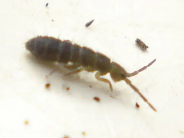 Unidentified Critters in Soil of Plants: Identification Guide
