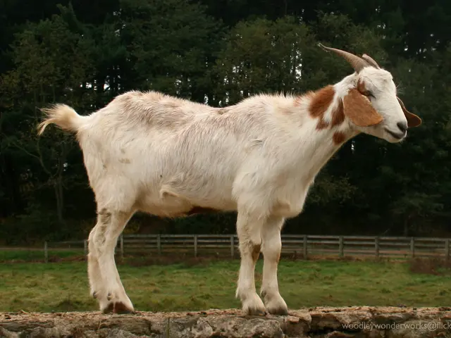 Unveiling the intriguing tale of Morocco's arboreal goat populace