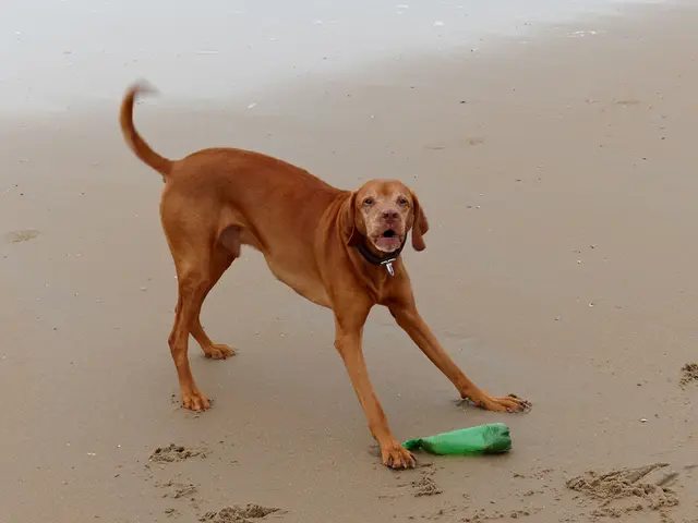 InformationLaden Guide on Transporting Pets Across Europe via Marine Vessels