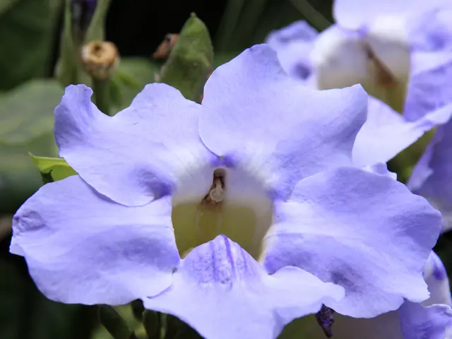 Equinox Day in Japan, Marking Their National Holidays in Autumn