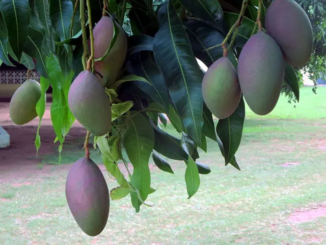 Mango Farm Investment: Maximize Your Possessions with Leading Mango Farmland Ownership at Getfarms