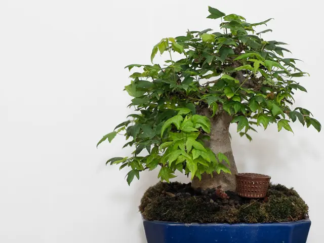 Indoor Bonsai: Selecting the Right Species for a Thriving Indoor Life