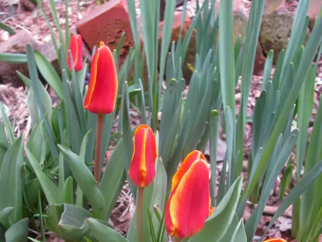 Revamping Visit Visas to Bolster Domestic Economic Growth