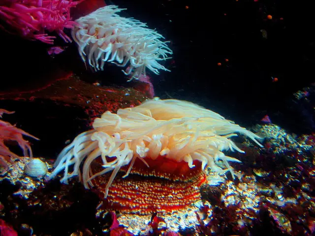 island emerges from the Atlantic Ocean after being submerged for 40 million years, sparks...