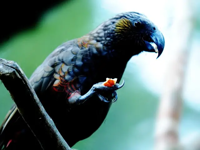 Tropical avian inhabitants of Príncipe Island's rainforest uncovered