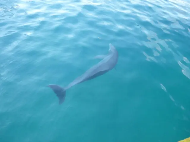 Bertie Gregory embarks on a fresh marine expedition in the series 'Dolphins Up Close with Bertie...