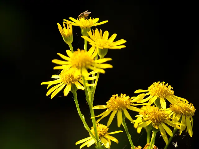 In the center of the image there are flowers. There is a honey bee.